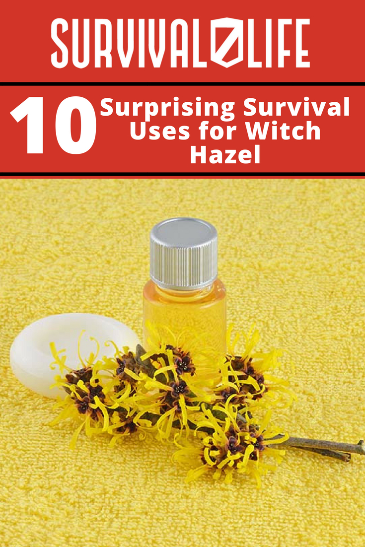 10 Surprising Survival Uses for Witch Hazel