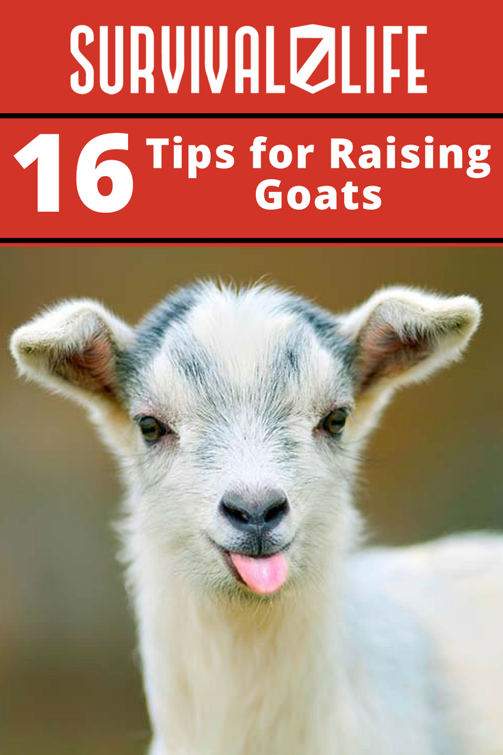 Check out 16 Tips for Raising Goats at https://survivallife.com/tips-for-raising-goats/