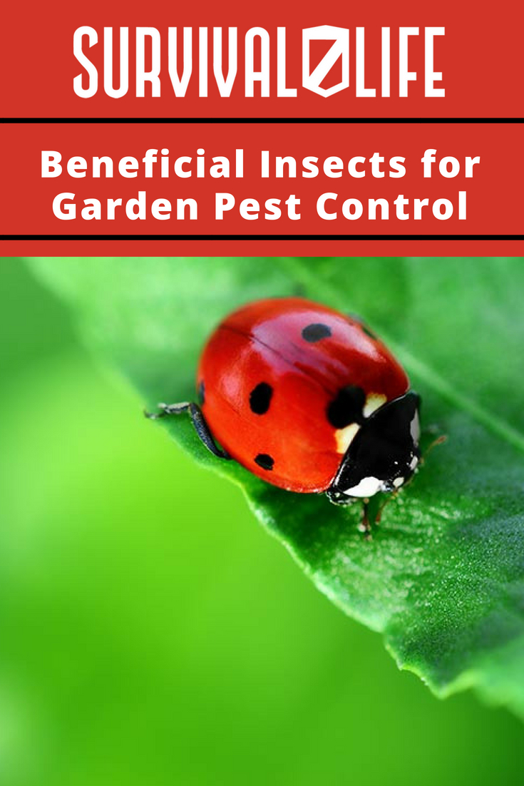 Beneficial Insects for Garden Pest Control