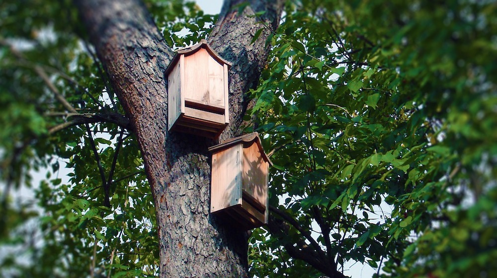 Why Bat Houses are Good