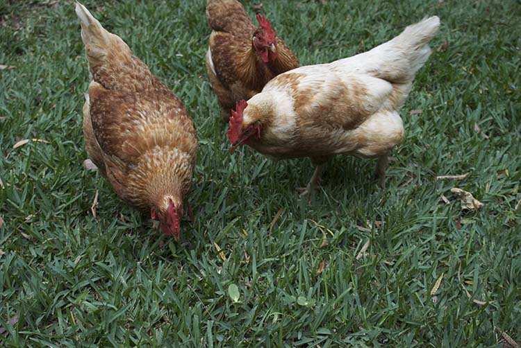 chicken farming 1