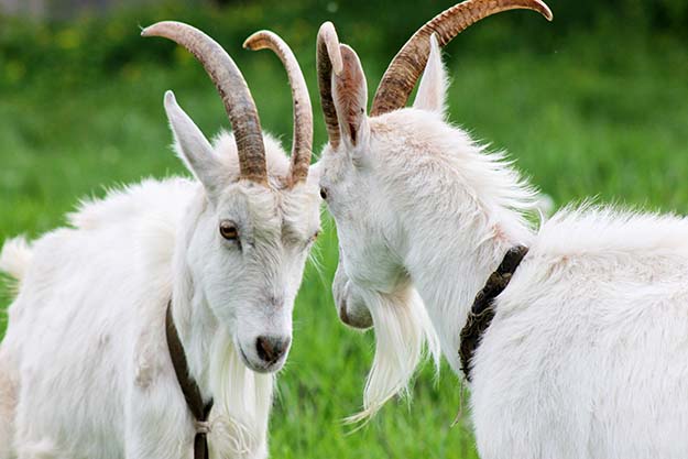 fighting goats