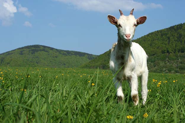 goat in pasture