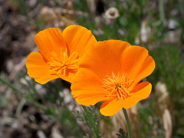 California Poppy | Powerful Medicinal Plants From Around the World