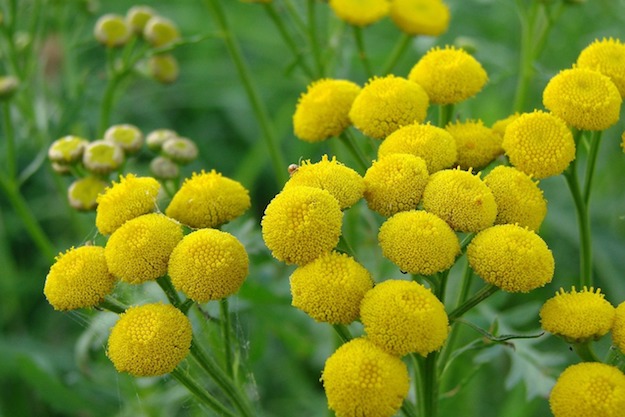 Tansy | Powerful Medicinal Plants From Around the World