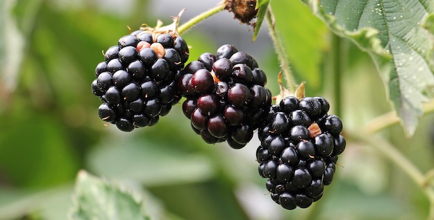 Blackberries | Powerful Medicinal Plants From Around the World