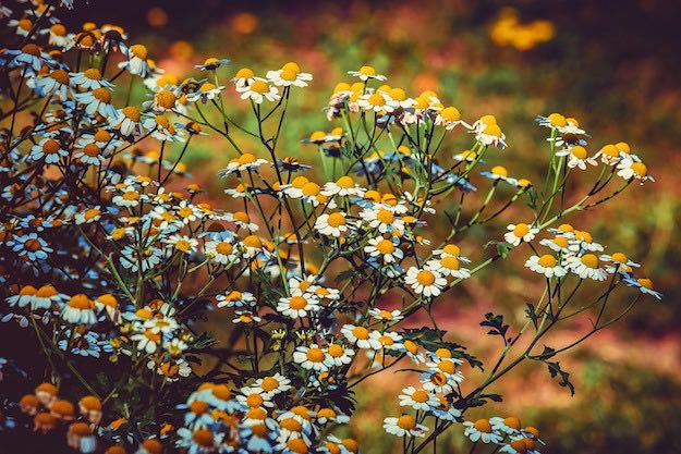 Feverfew | Powerful Medicinal Plants From Around the World