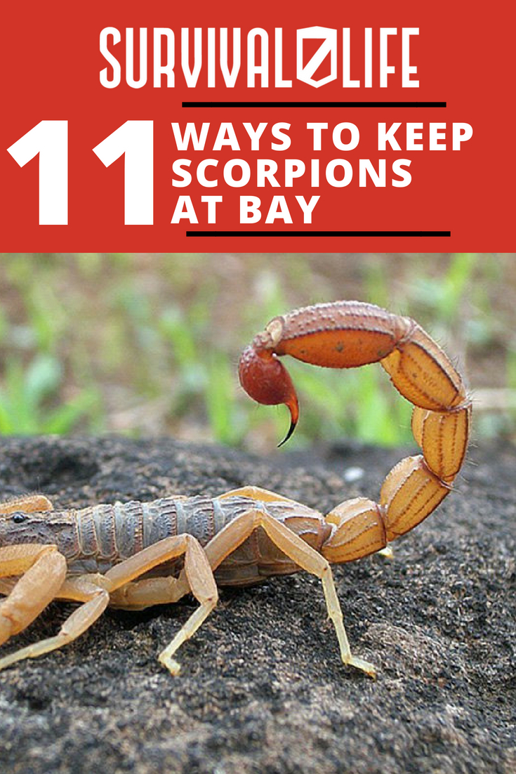 How To Get Rid Of Scorpions | Ways To Keep Scorpions At Bay | https://survivallife.com/get-rid-scorpions/