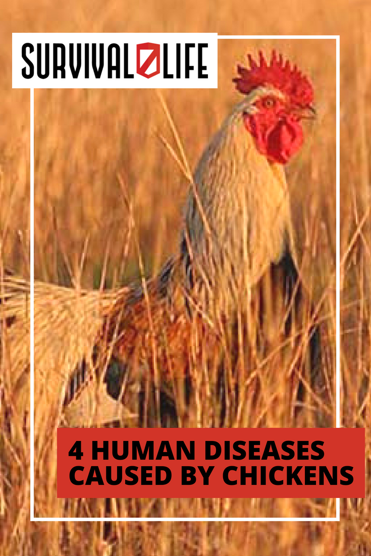 Human Diseases Caused By Chickens | https://survivallife.com/4-human-diseases-caused-by-chickens/