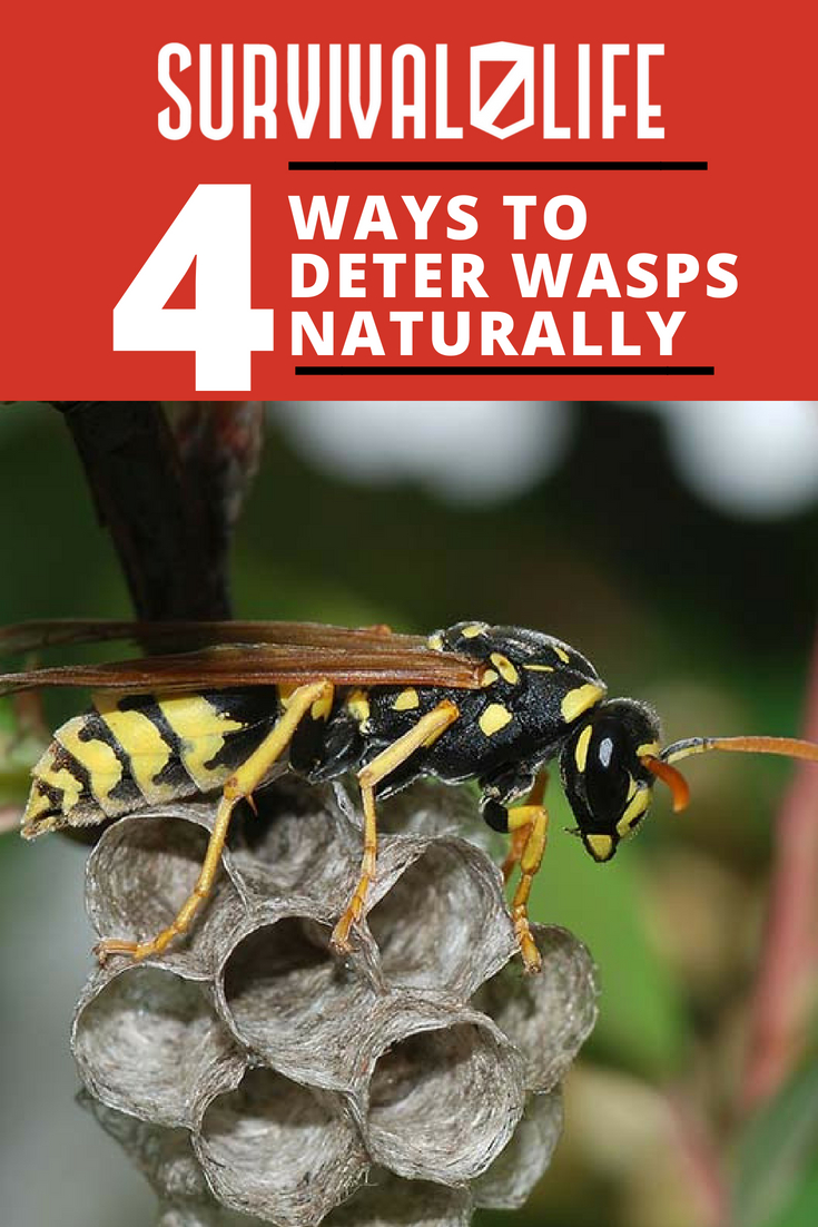 Ways To Deter Wasps Naturally | https://survivallife.com/4-ways-to-deter-wasps-naturally/