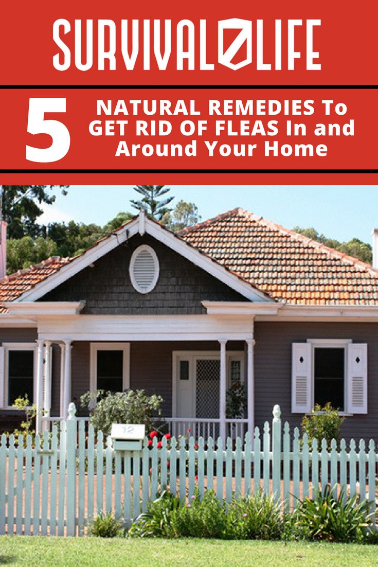 Natural Remedies To Get Rid Of Fleas In And Around Your Home | https://survivallife.com/5-natural-flea-remedies/