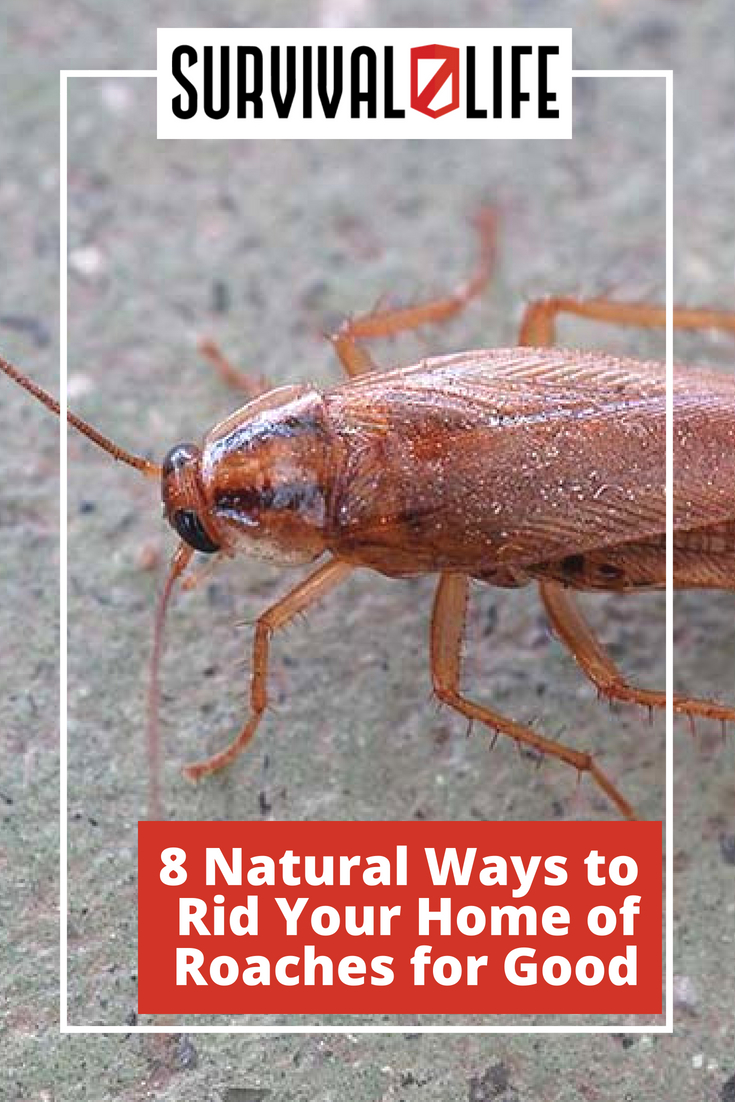 how to get rid of roaches in the house naturally