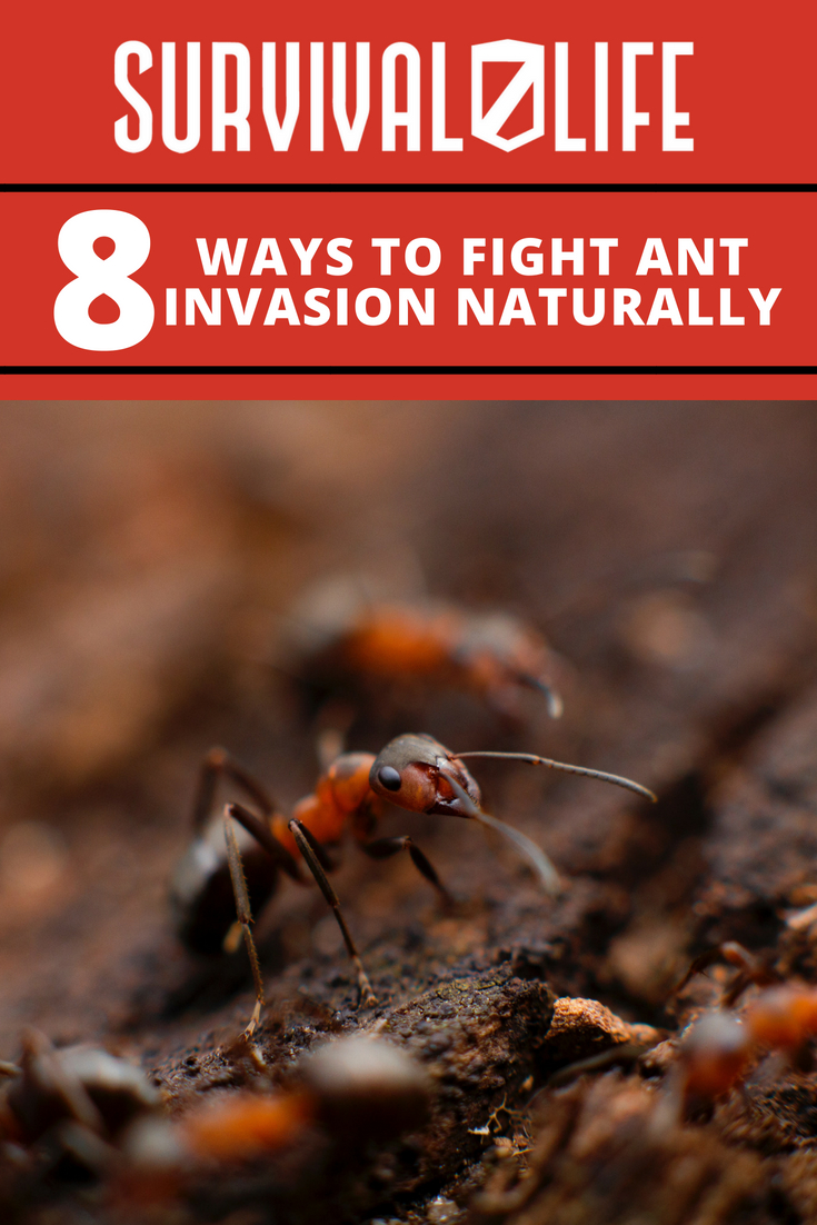 Fight An Ant Invasion Naturally With These Tips | https://survivallife.com/fight-antvasion/