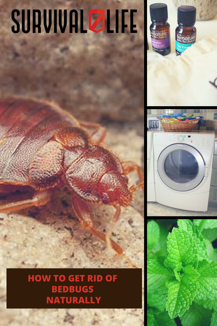 HOW TO GET RID OF BEDBUGS NATURALLY V2