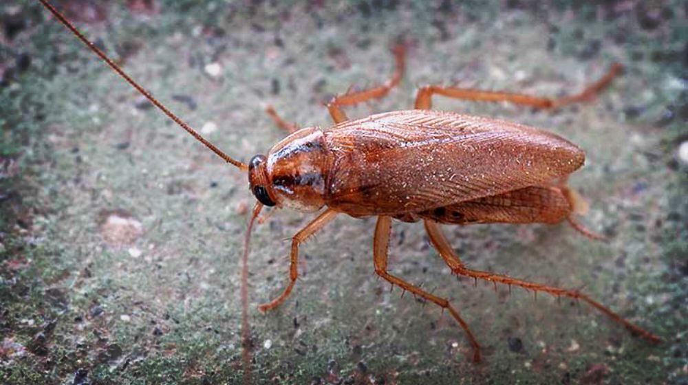 roaches rid natural ways way safe