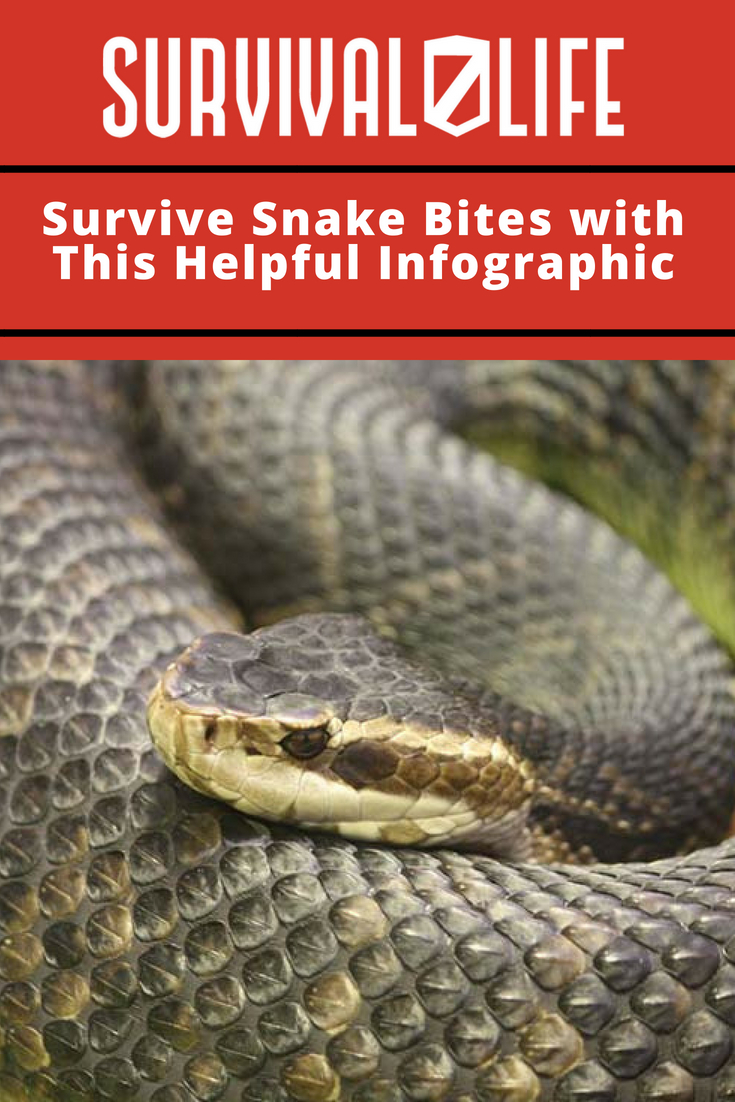 Survive Snake Bites with This Helpful Infographic