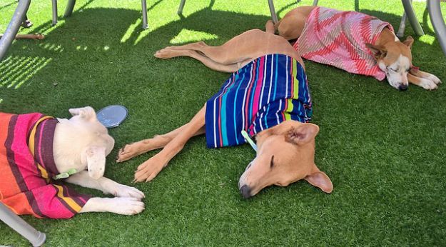 Don't Forget About Your Pets' Needs | Beat the Heat Without AC: 10 Summer Survival Tips