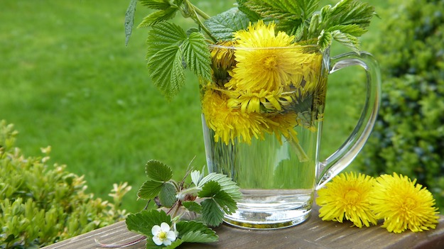 Dandelion Tea | Herbal Teas and Their Medical Benefits