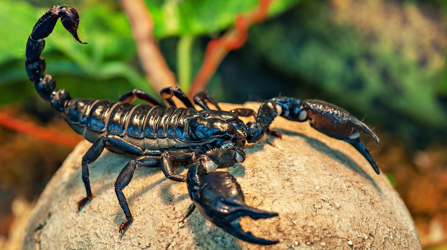 Featured | Black scorpion emperor scorpion | How To Get Rid Of Scorpions | Ways To Keep Scorpions At Bay