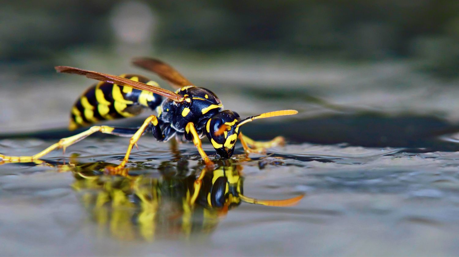 Polistes sp. wasp on water | Ways To Deter Wasps Naturally | Featured