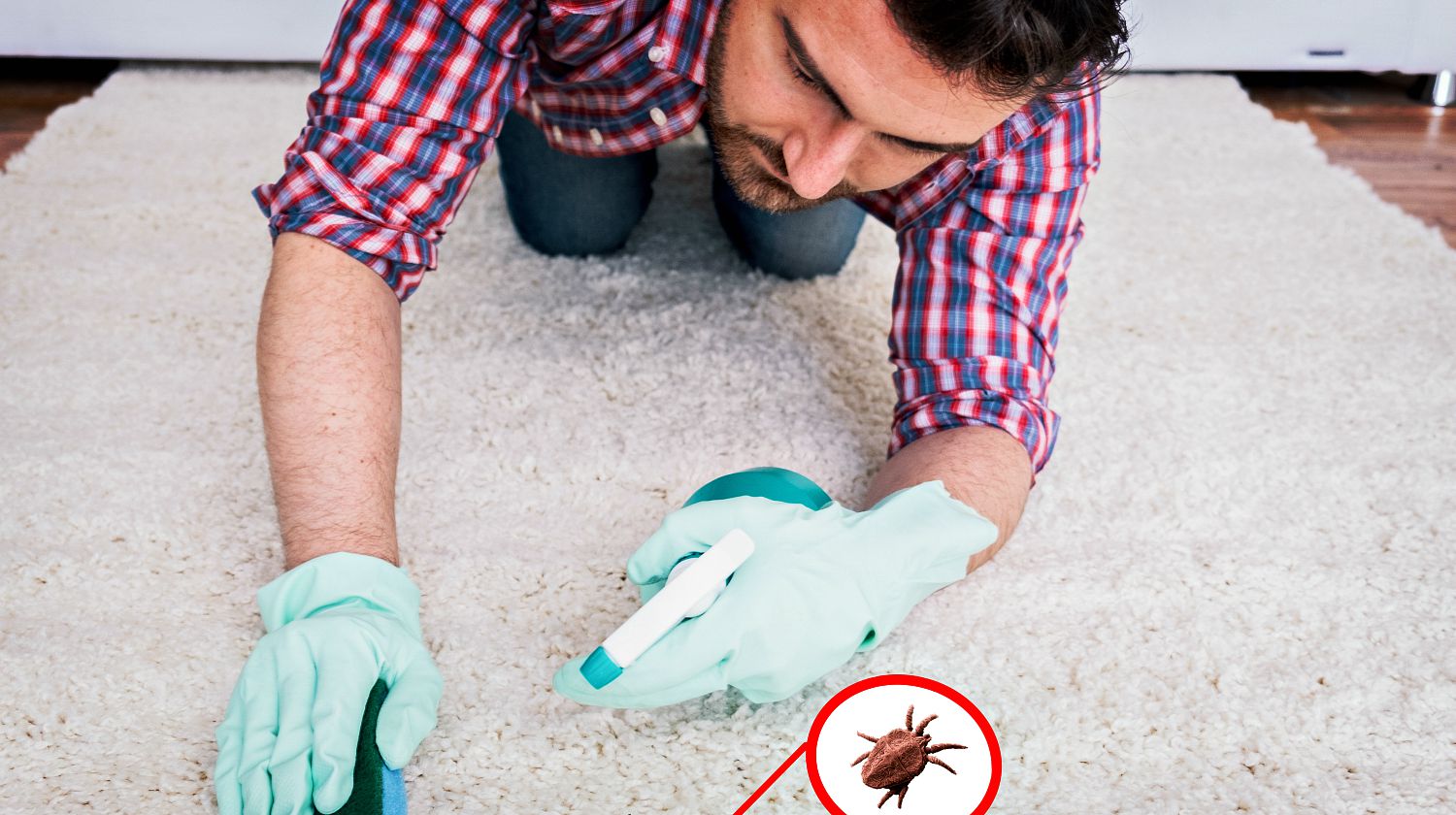 Wiping wooden white carpet and floor with a sponge | Natural Remedies To Get Rid Of Fleas In And Around Your Home | Featured