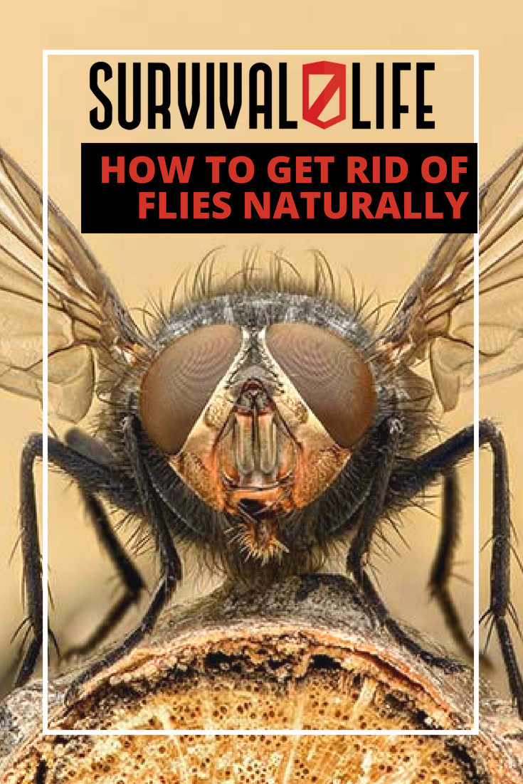 How To Get Rid Of Flies Naturally And Effectively | https://survivallife.com/get-rid-flies-naturally/