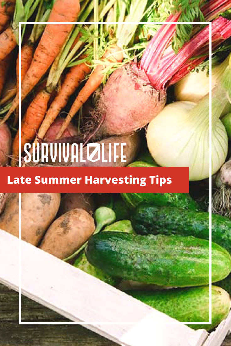 Late Summer Harvesting Tips