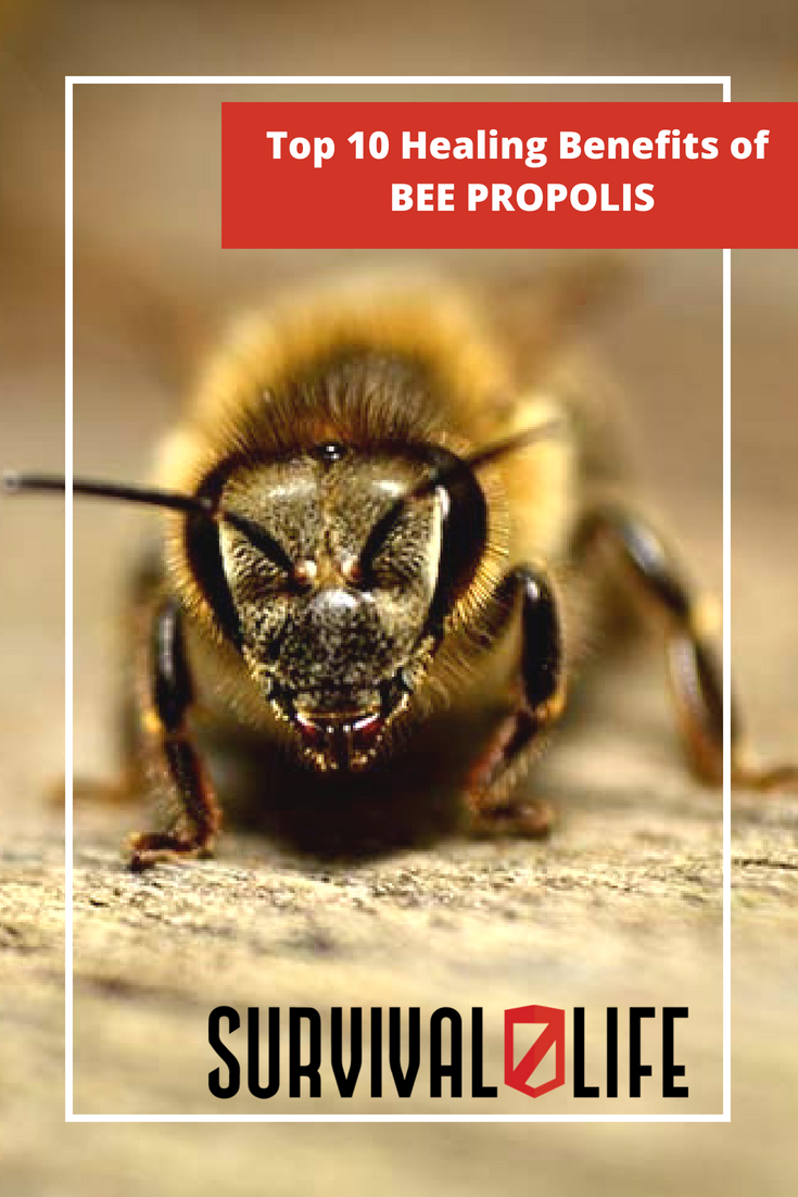 Top 10 Healing Benefits of Bee Propolis