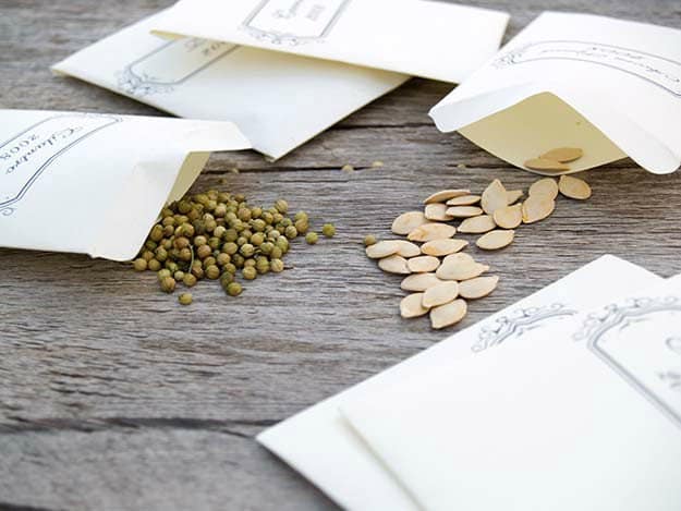 Reading the Seed Packets: What to Look For | Fall Garden Planting Tips For The Late Summer