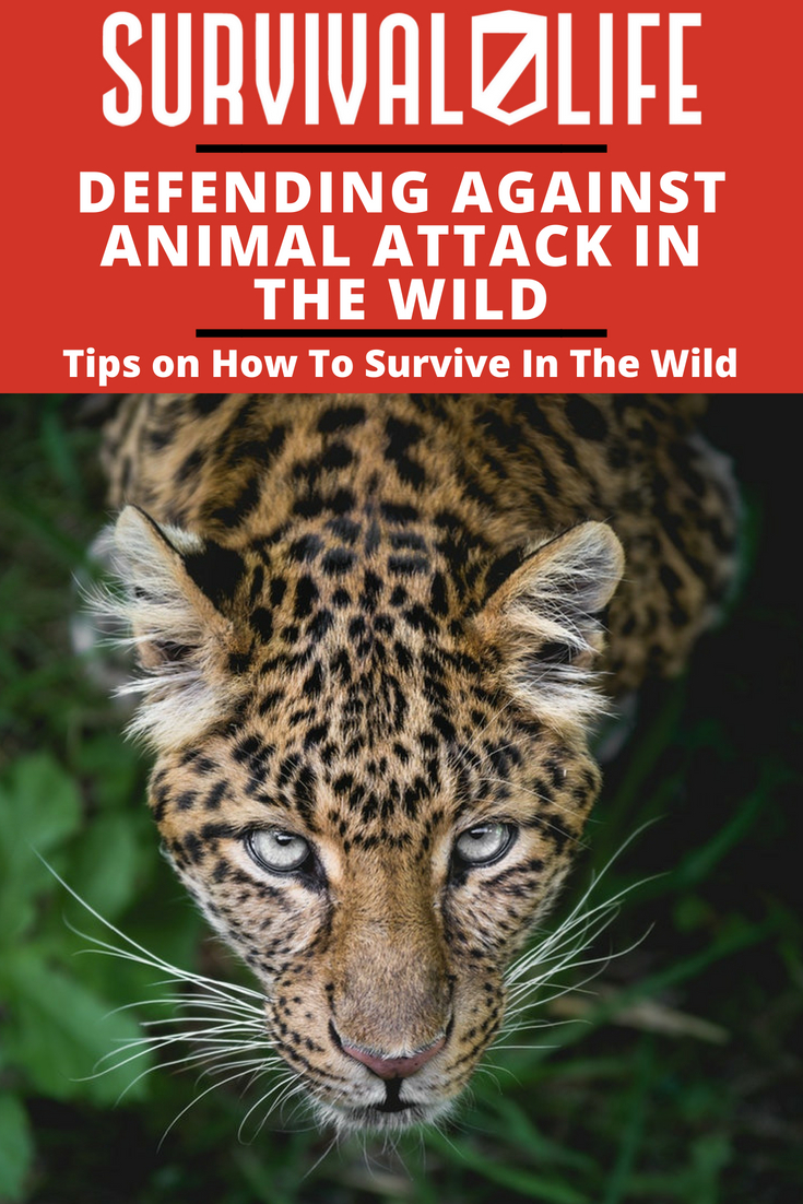 DEFENDING AGAINST ANIMAL ATTACK IN THE WILD 1