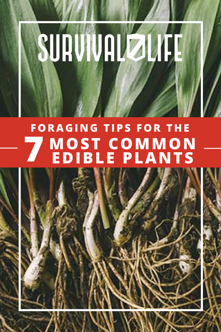 Check out Foraging Tips for the 7 Most Common Edible Plants at https://survivallife.com/7-most-common-edible-plants/