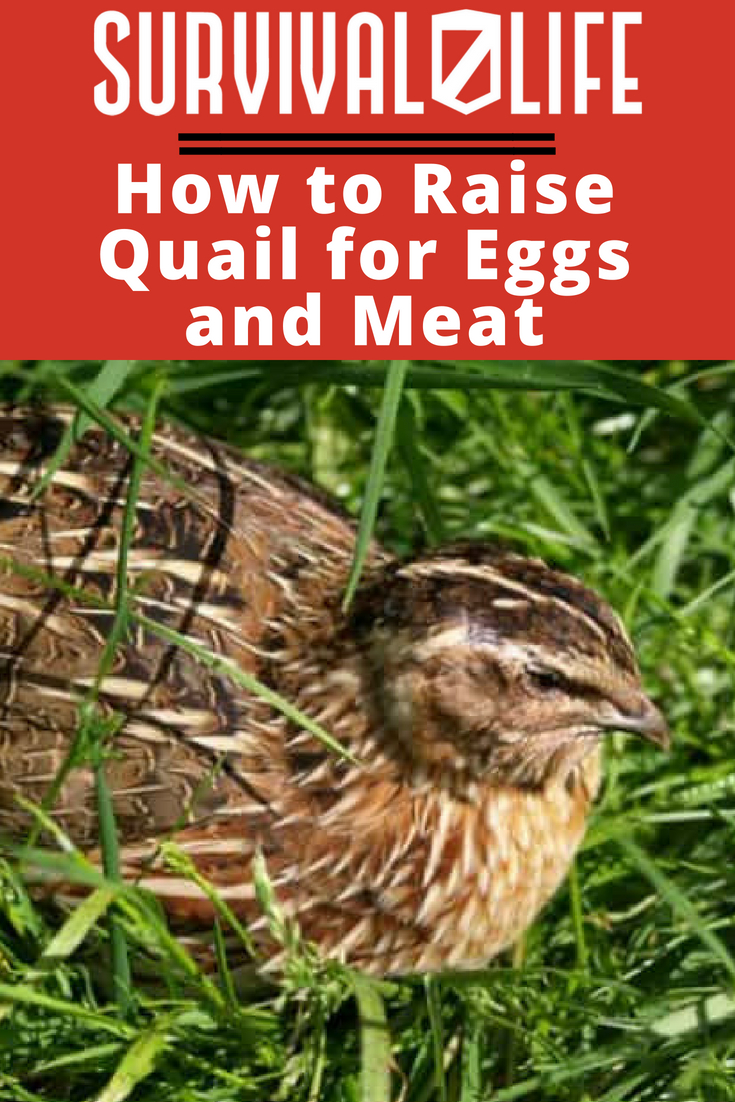 How To Raise Quail For Eggs And Meat | https://survivallife.com/raise-quail/