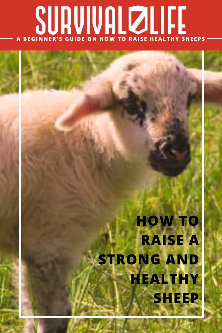 Check out A Beginner's Guide to Raising Sheep at https://survivallife.com/a-beginners-guide-to-raising-sheep/