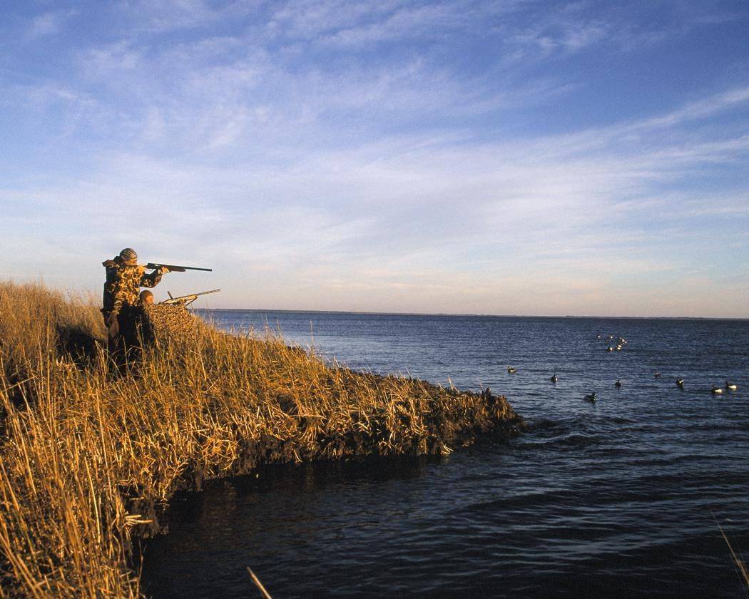 Duck season | Alabama Hunting Laws and Regulations