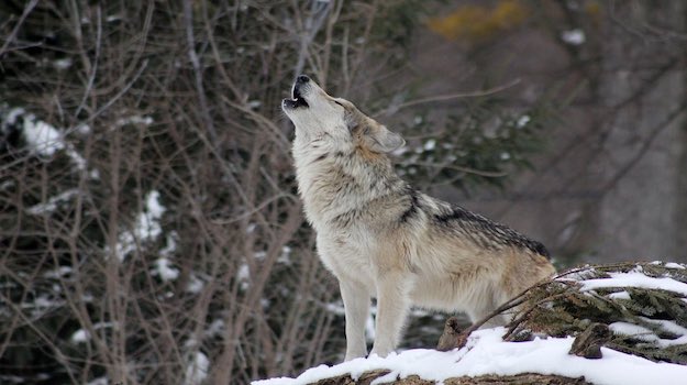 Tips On How To Survive In The Wild | Defending Against Animal Attack | Wolves