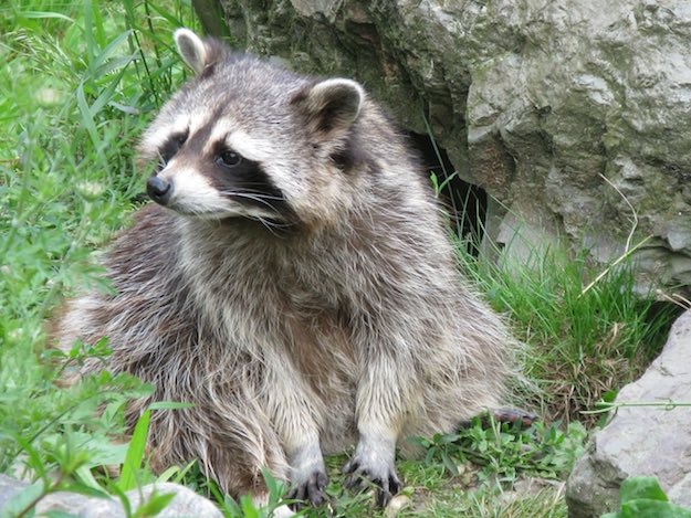 Tips On How To Survive In The Wild | Defending Against Animal Attack | Raccoons