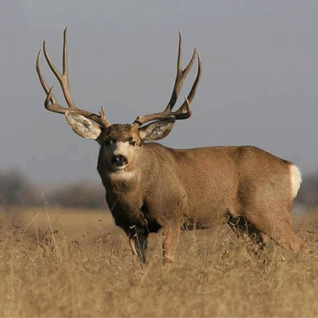 Arizona Hunting Laws Mule Deer