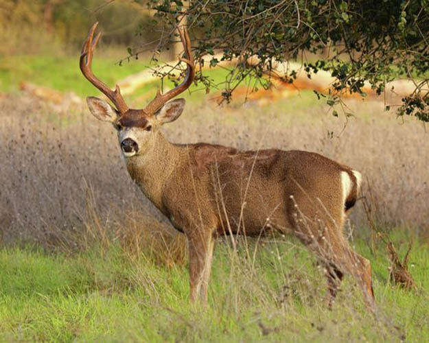Arizona Hunting Laws White-Tailed Deer