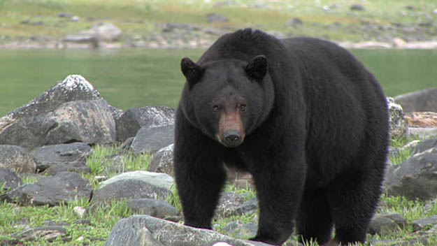 Arizona Hunting Laws Black Bear