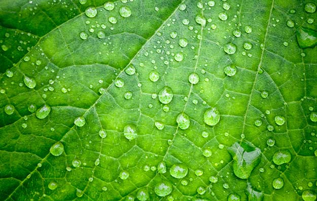 Wet green leaves | Grow Your Garden All Year Long With An Indoor Garden
