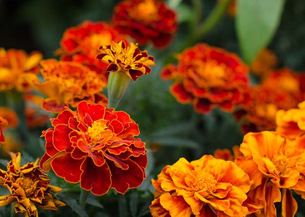 Orange flower | Grow Your Garden All Year Long With An Indoor Garden