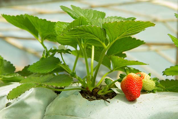 Fresh strawberry and leaves | Grow Your Garden All Year Long With An Indoor Garden