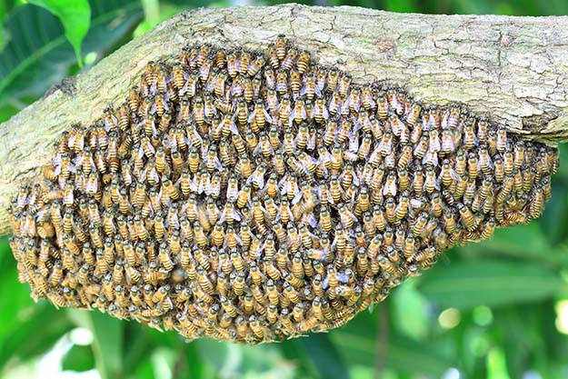 A swarm of honey bees hanging from a branch