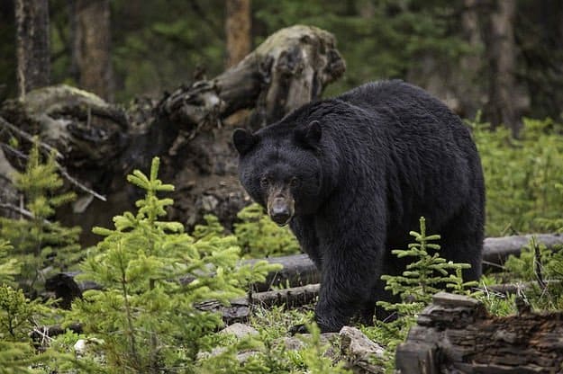 Black Bear Hunting in Arizona | Arizona Hunting Laws & Regulations