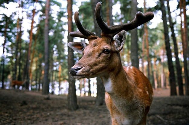 Deer Hunting in Arkansas | Arkansas Hunting Laws & Regulations