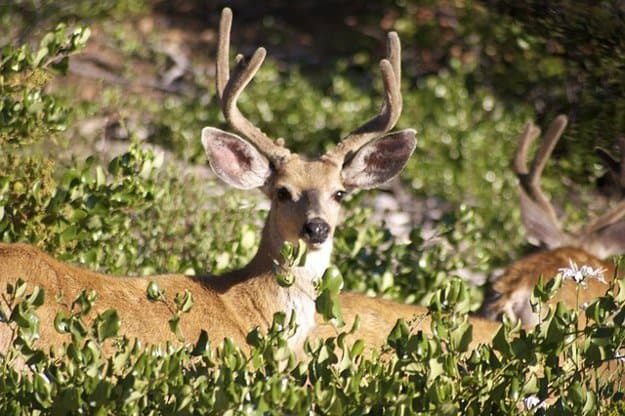Deer Season in Alabama | Alabama Hunting Laws and Regulations