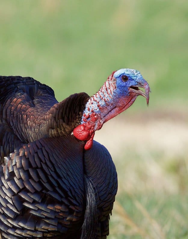 Turkey Season in Alabama | Alabama Hunting Laws and Regulations
