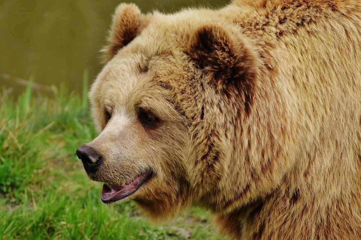 Animal world of different animals bear | Alaska Hunting Laws and Regulations