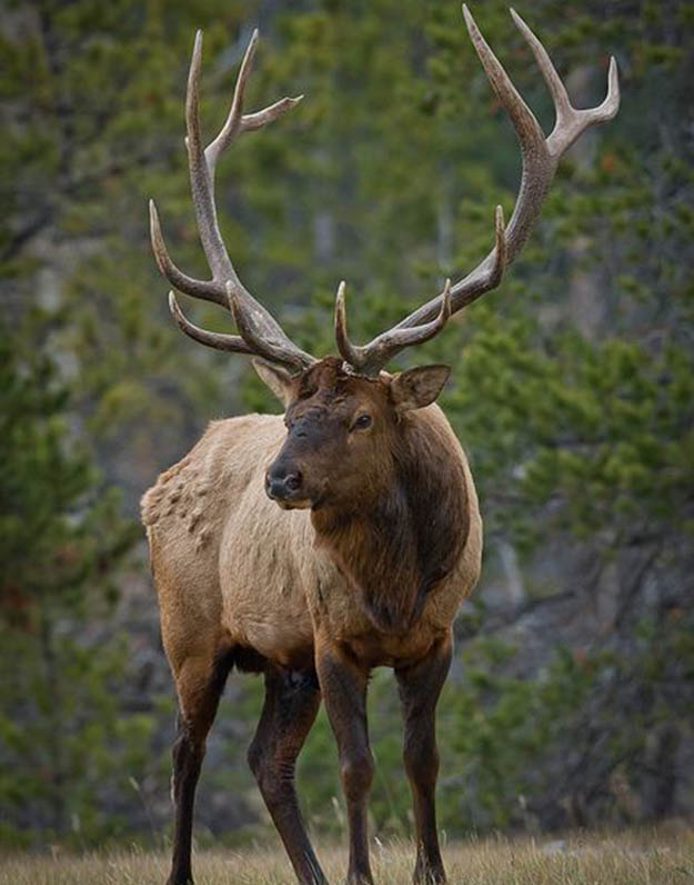 Arizona Hunting Laws Elk