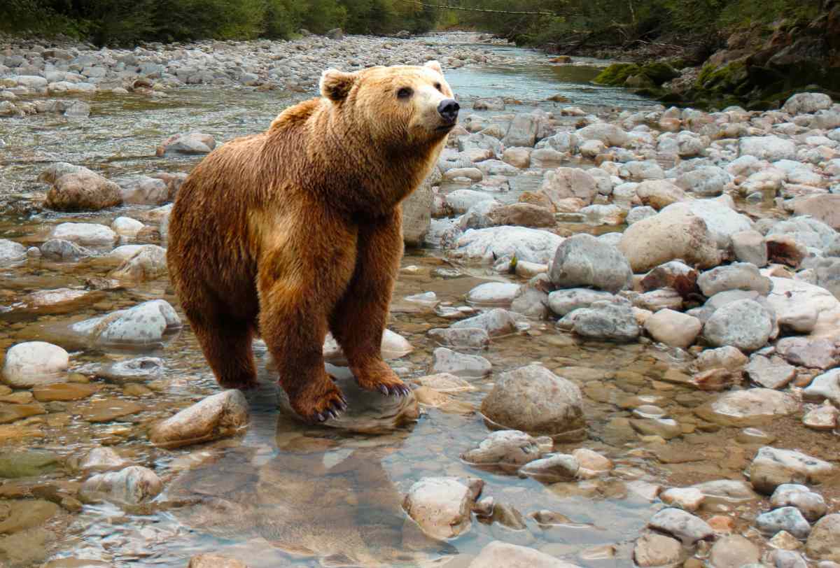 Brown bear predator in the wild | Alaska Hunting Laws and Regulations